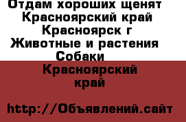 Отдам хороших щенят - Красноярский край, Красноярск г. Животные и растения » Собаки   . Красноярский край